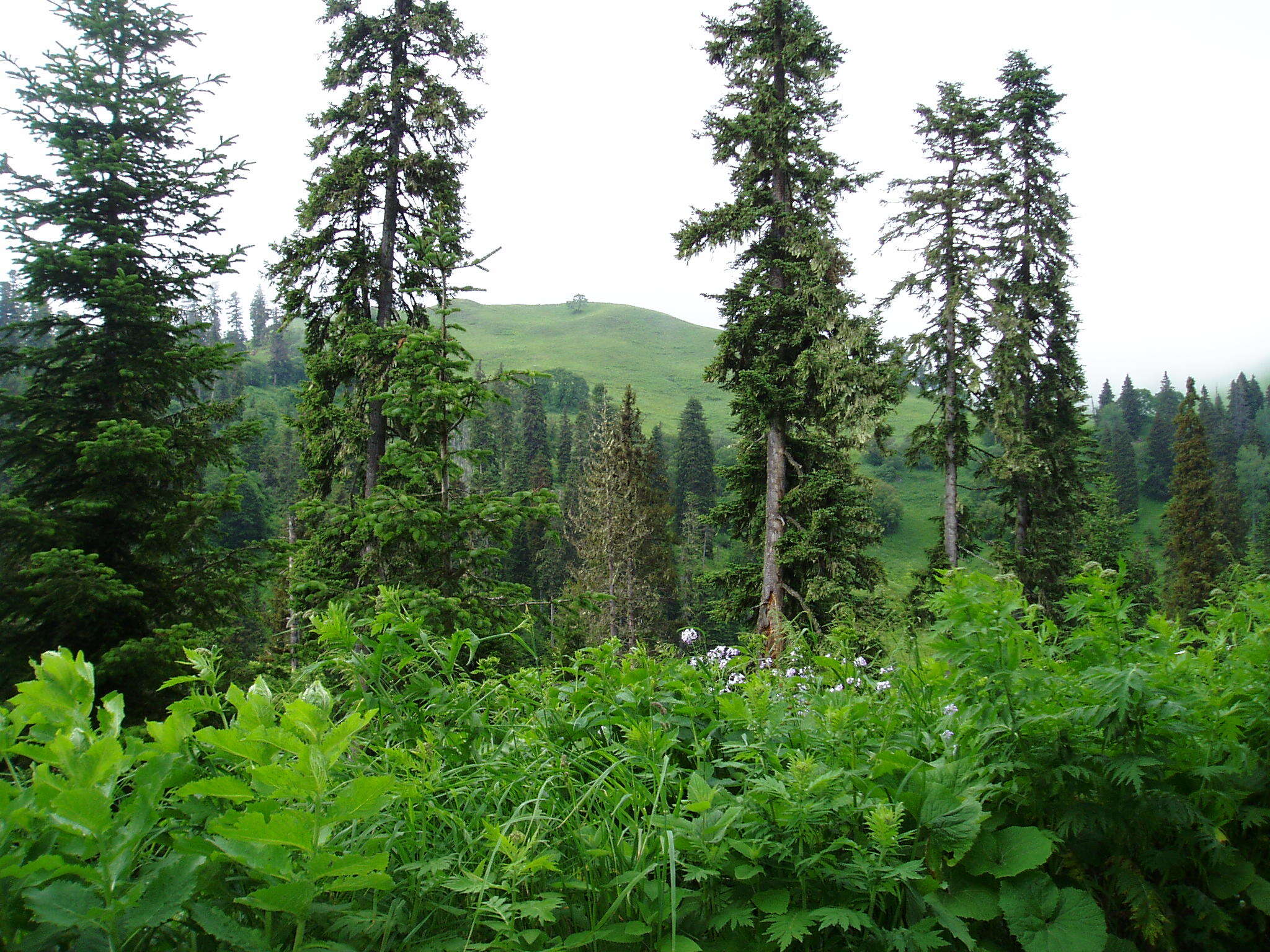 Image of Caucasian Spruce