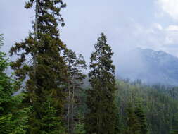 Image of Caucasian Spruce