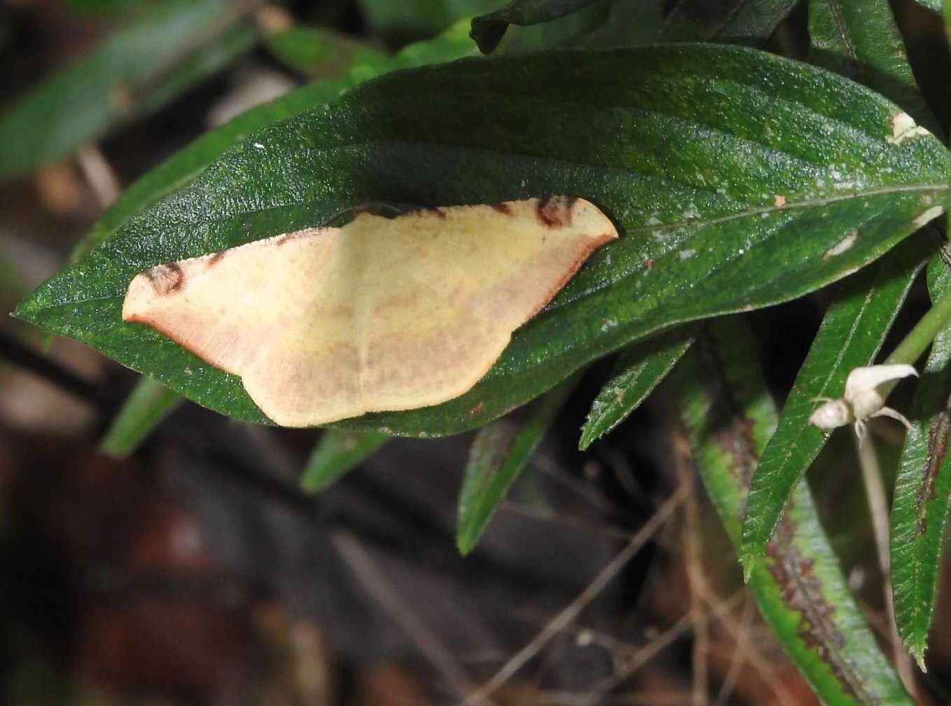 Image de Luxiaria phyllosaria Walker 1860