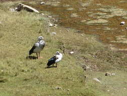 Image of Andean Goose