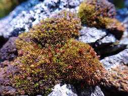 Image of seaside schistidium moss