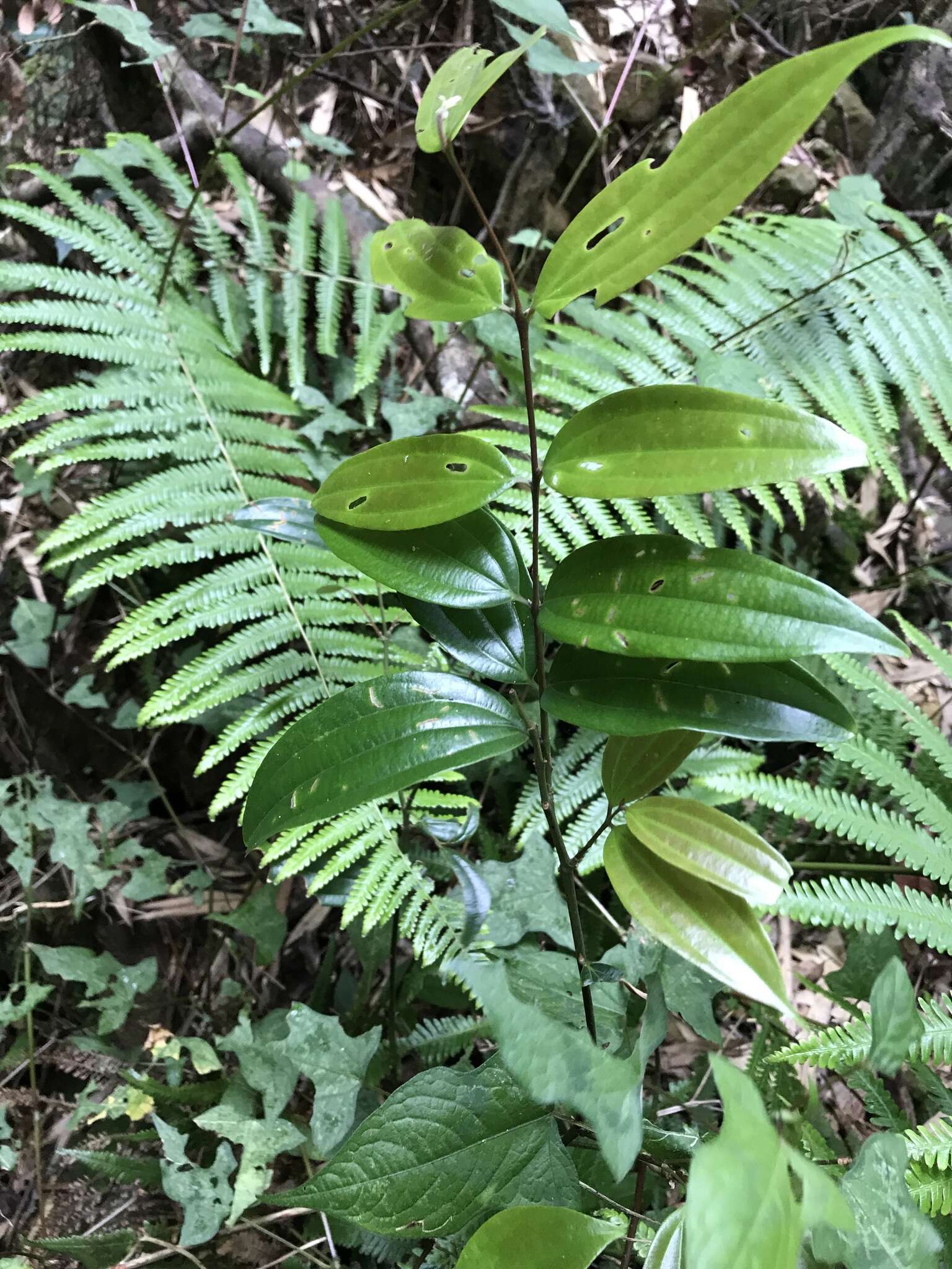 Image of Cinnamomum subavenium Miq.