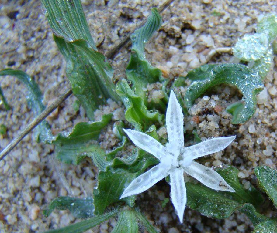 Image of Lapeirousia plicata subsp. plicata