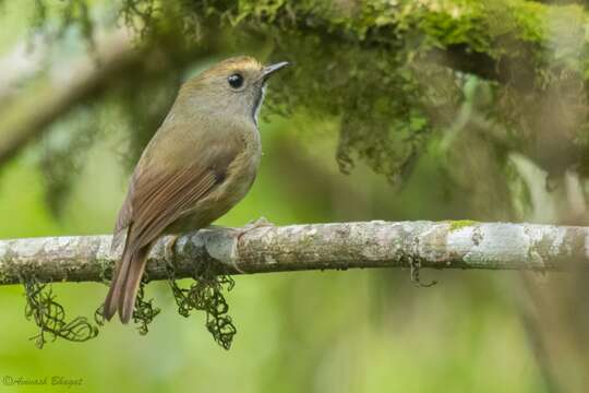 Image of White-gorgeted Flycatcher