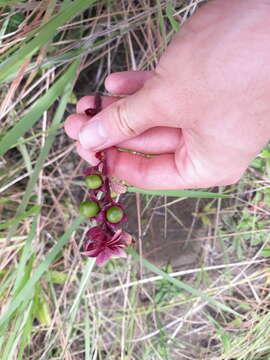 Image of Amasonia campestris (Aubl.) Moldenke