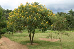 Image of casia amarilla
