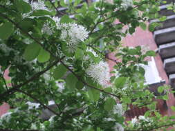 Image of Chinese Fringetree