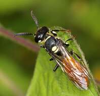 Imagem de Philanthus loeflingi Dahlbom 1845