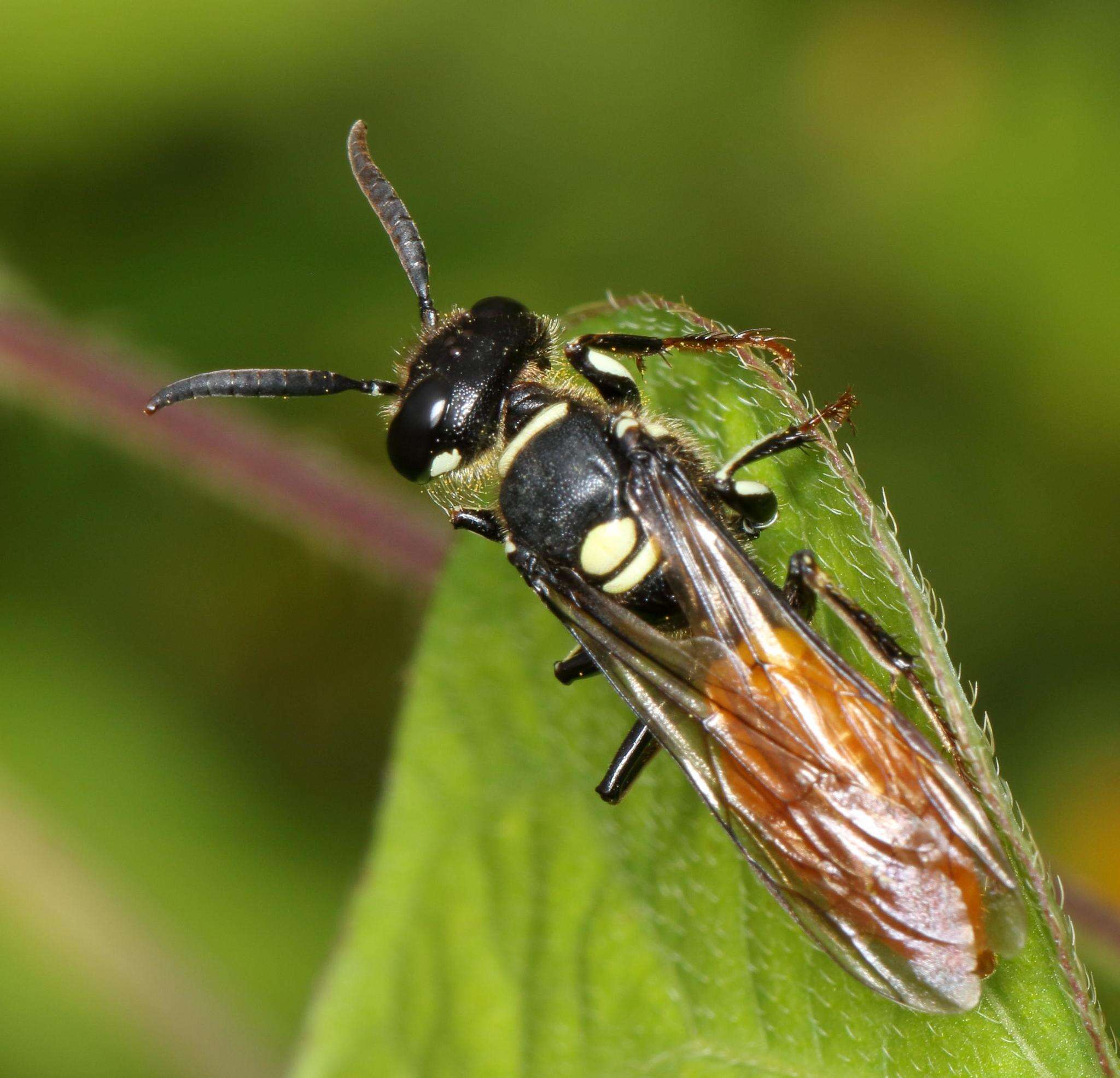 Philanthus loeflingi Dahlbom 1845的圖片