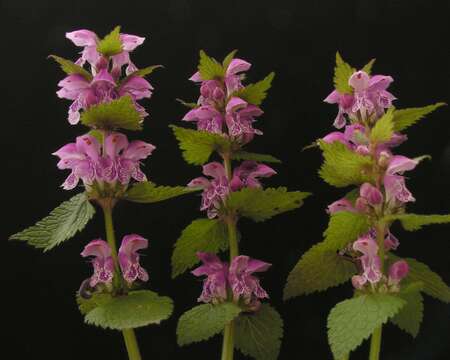 Image of spotted dead-nettle