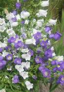 Image of Canterbury Bells