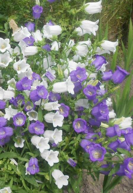 Image of Canterbury Bells