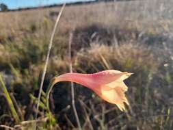 Imagem de Gladiolus meridionalis G. J. Lewis