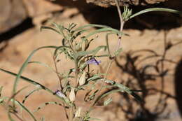 Image de Anticharis senegalensis (Walp.) Bhandari