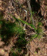 Image of Bowiea volubilis subsp. volubilis