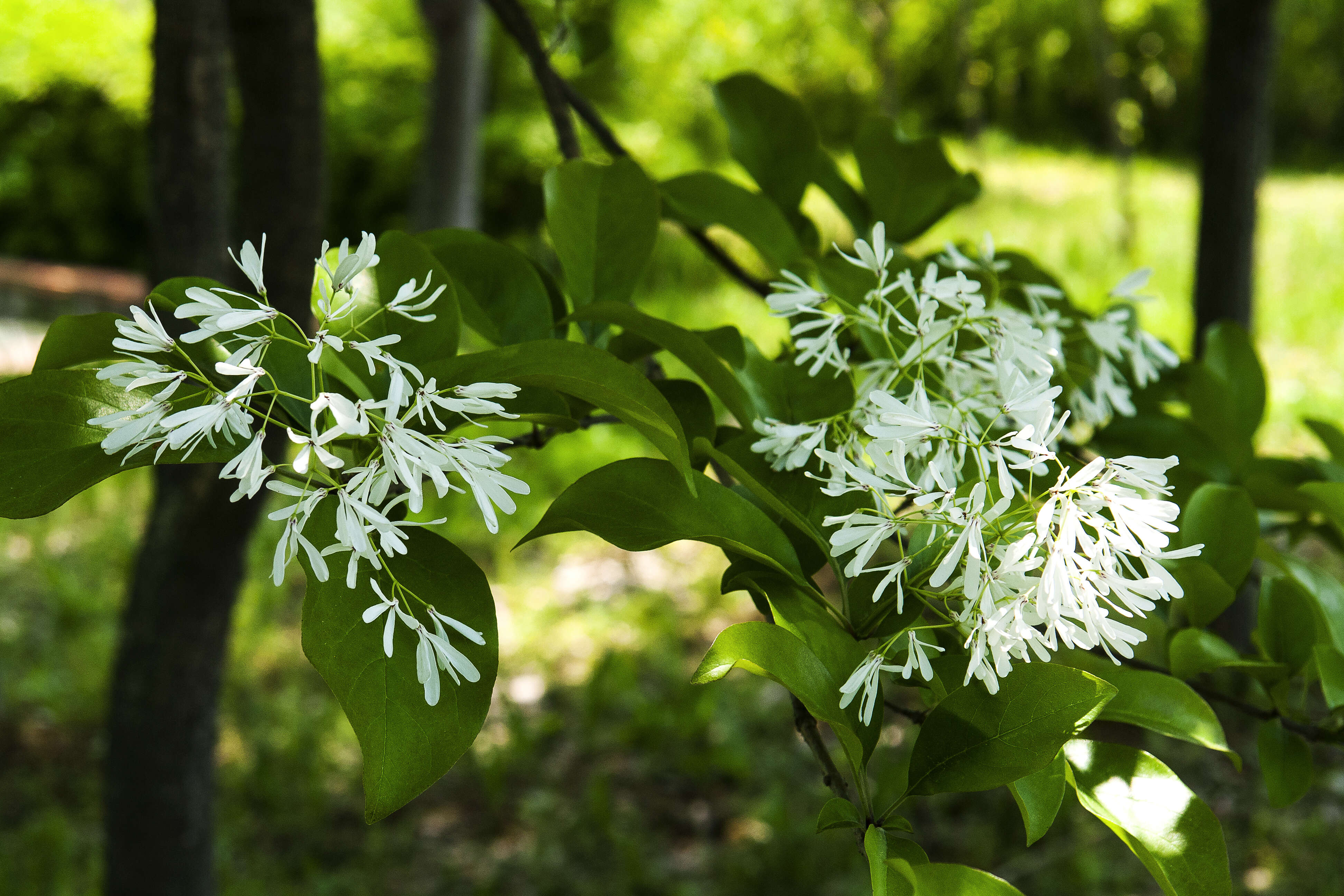 Image of Chinese Fringetree