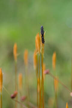 Image of Cantharis paludosa Fallén 1807