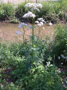 Image of Valeriana excelsa Poir.