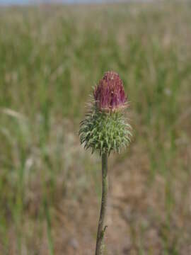 صورة Carduus uncinatus subsp. davisii Kazmi