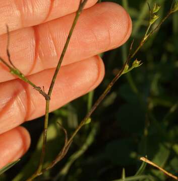 Image of Bupleurum gerardi All.