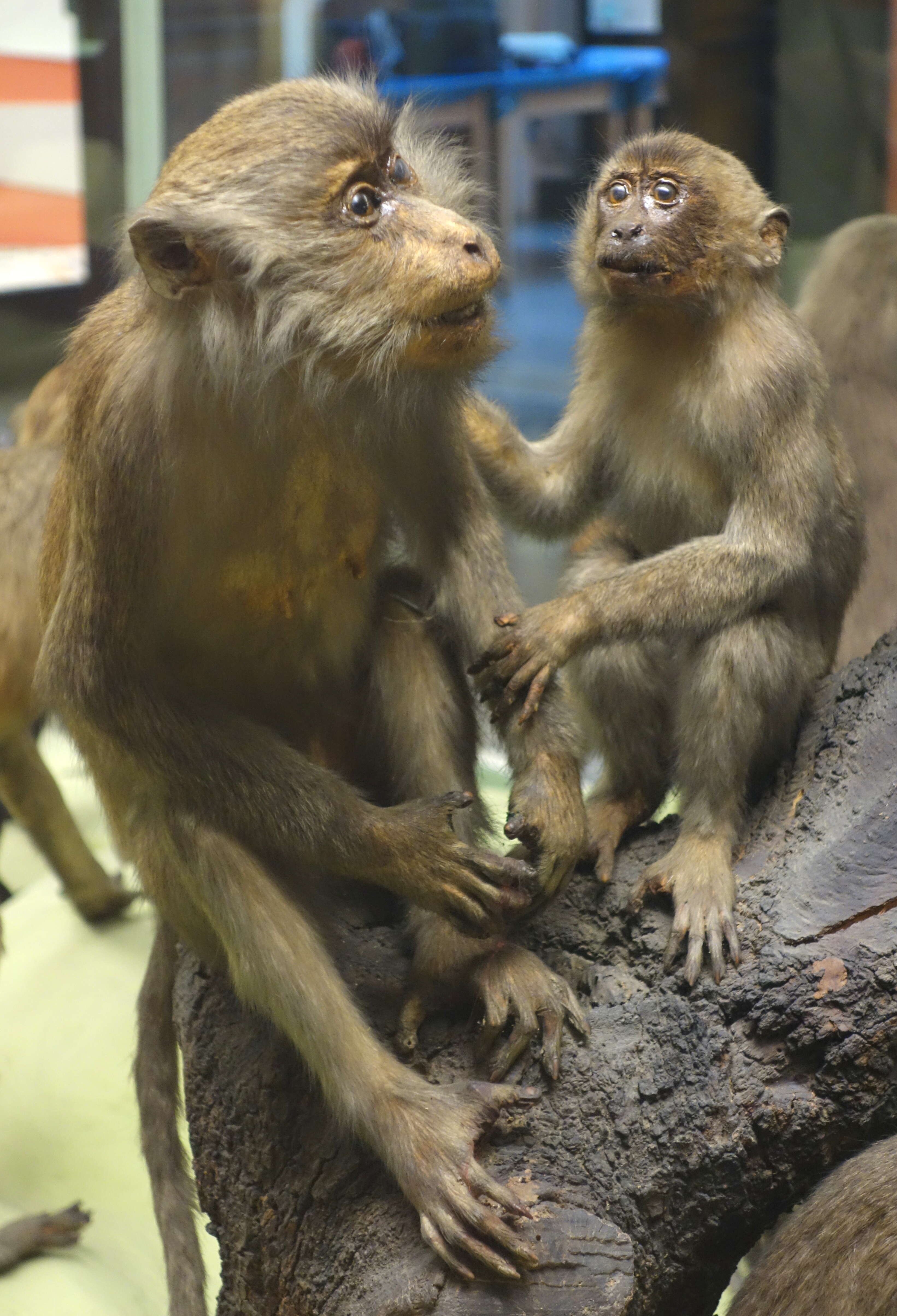 Image of Long-tailed Macaque