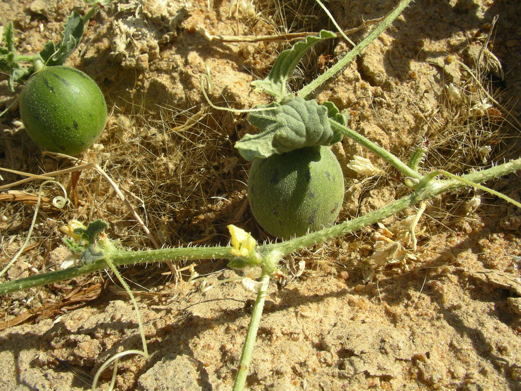 Image of Cucumis melo var. agrestis Naudin