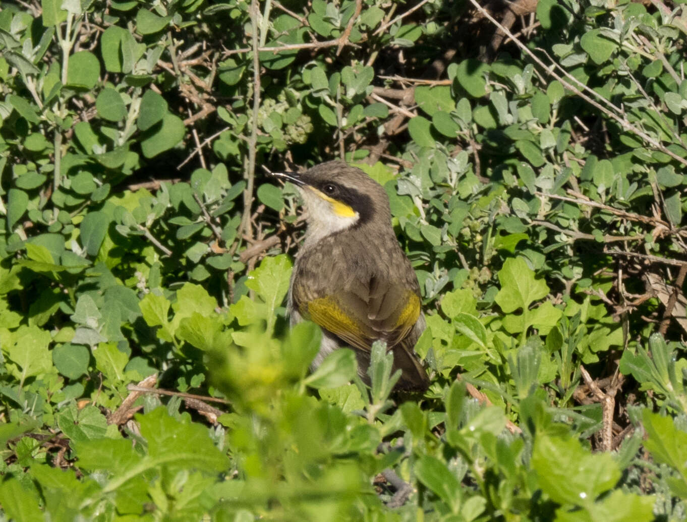 Image of Inland Singing Honeyeater