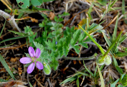 Image of Common Stork's-bill