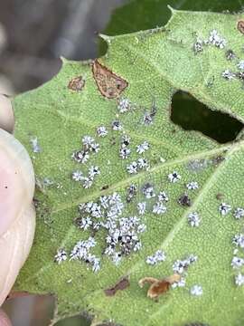 Image de Aleuroplatus