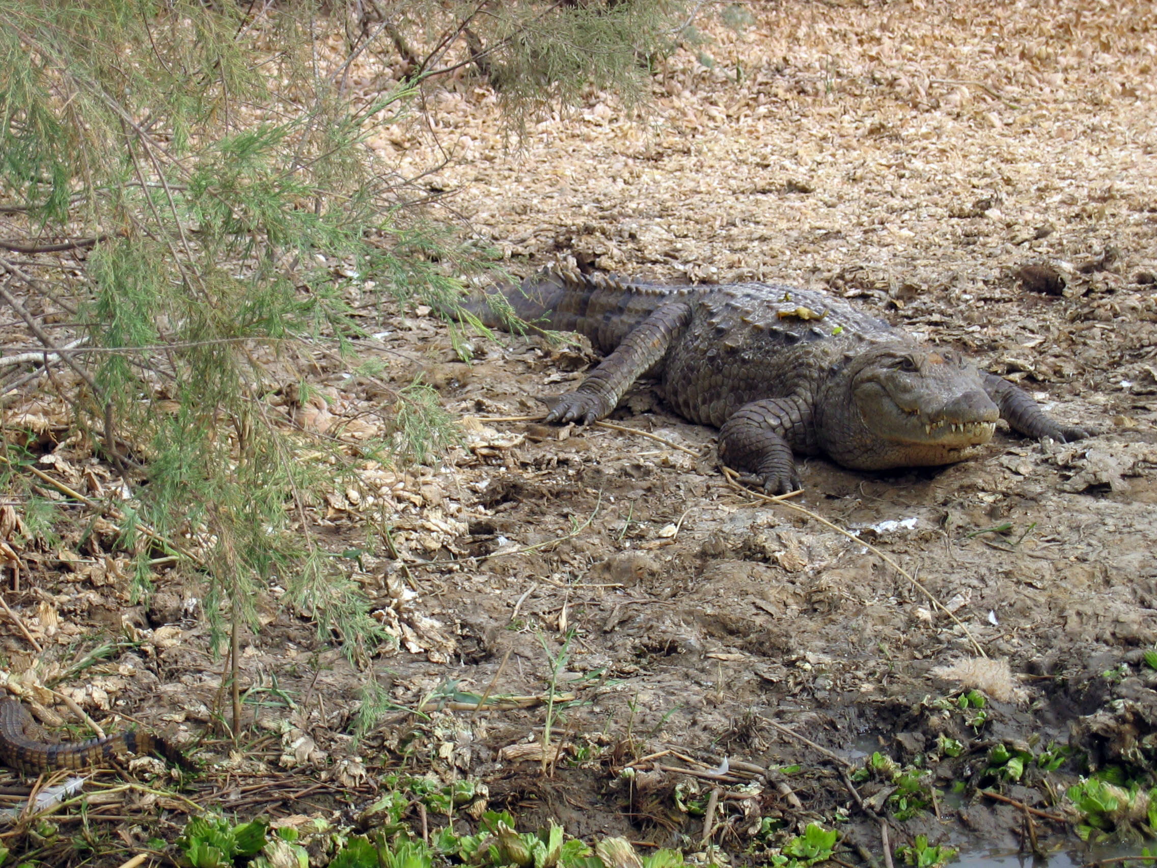 Image of Nile crocodile