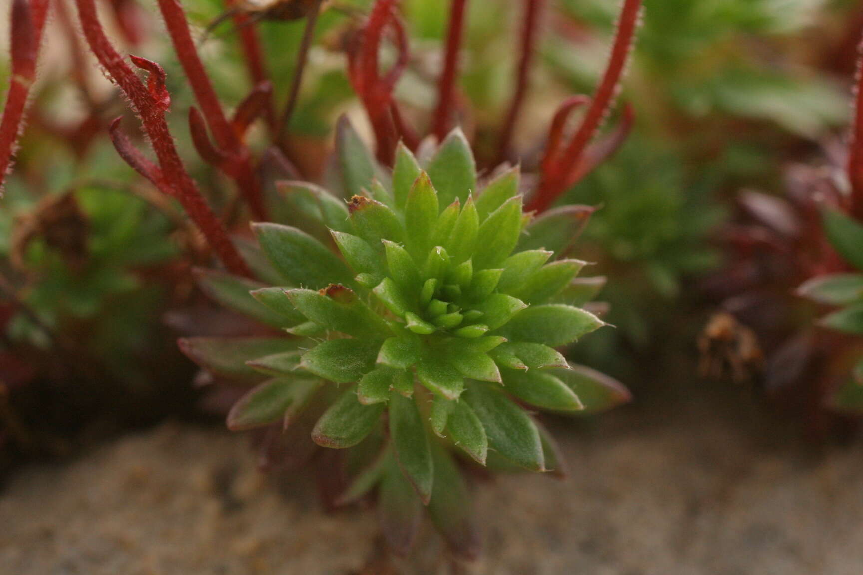 Image of Saxifraga praetermissa D. A. Webb