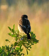 Image of African Stonechat