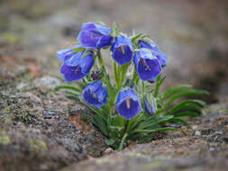 Image of Alpine Bellflower