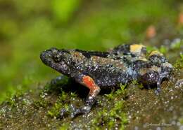 Uperodon montanus (Jerdon 1853)的图像