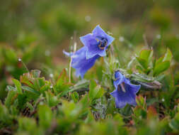 Image of Alpine Bellflower