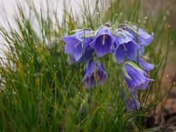 Image of Alpine Bellflower