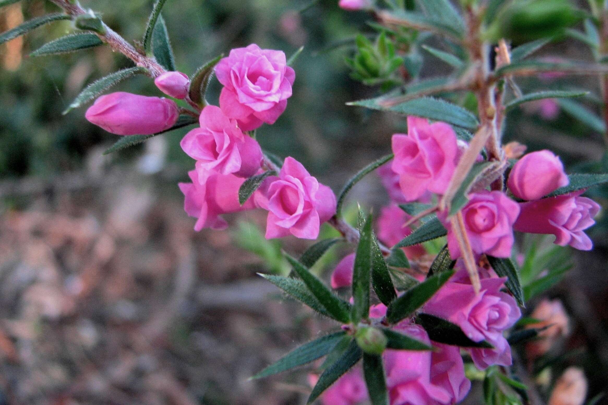 Plancia ëd Epacris impressa Labill.