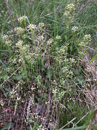 Image of <i>Noccaea perfoliata</i>