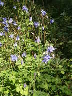 Plancia ëd Aquilegia vulgaris L.