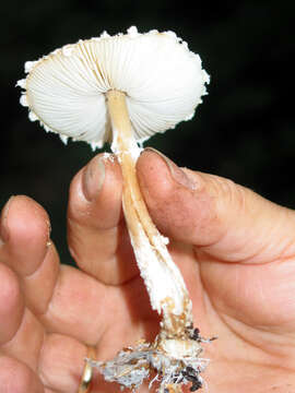 Слика од Lepiota cristata (Bolton) P. Kumm. 1871