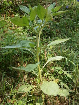 Image of Deadly Nightshade