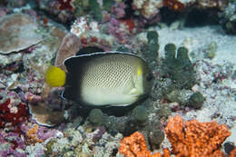 Image of Indian Yellowtail Angelfish