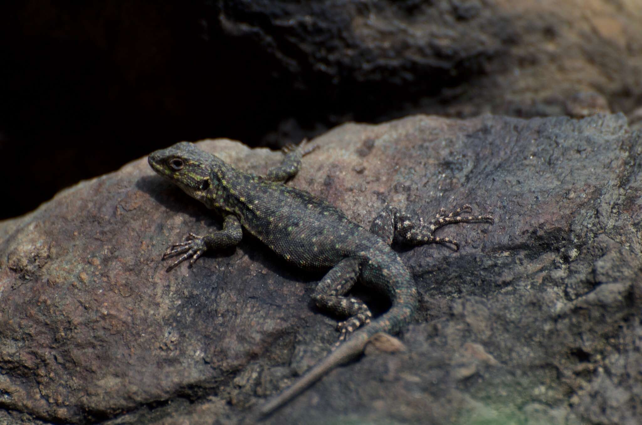 Image of Thin Tree Iguana