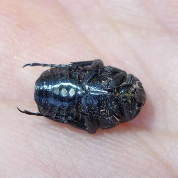Image of Mediterranean Spotted Chafer Beetle
