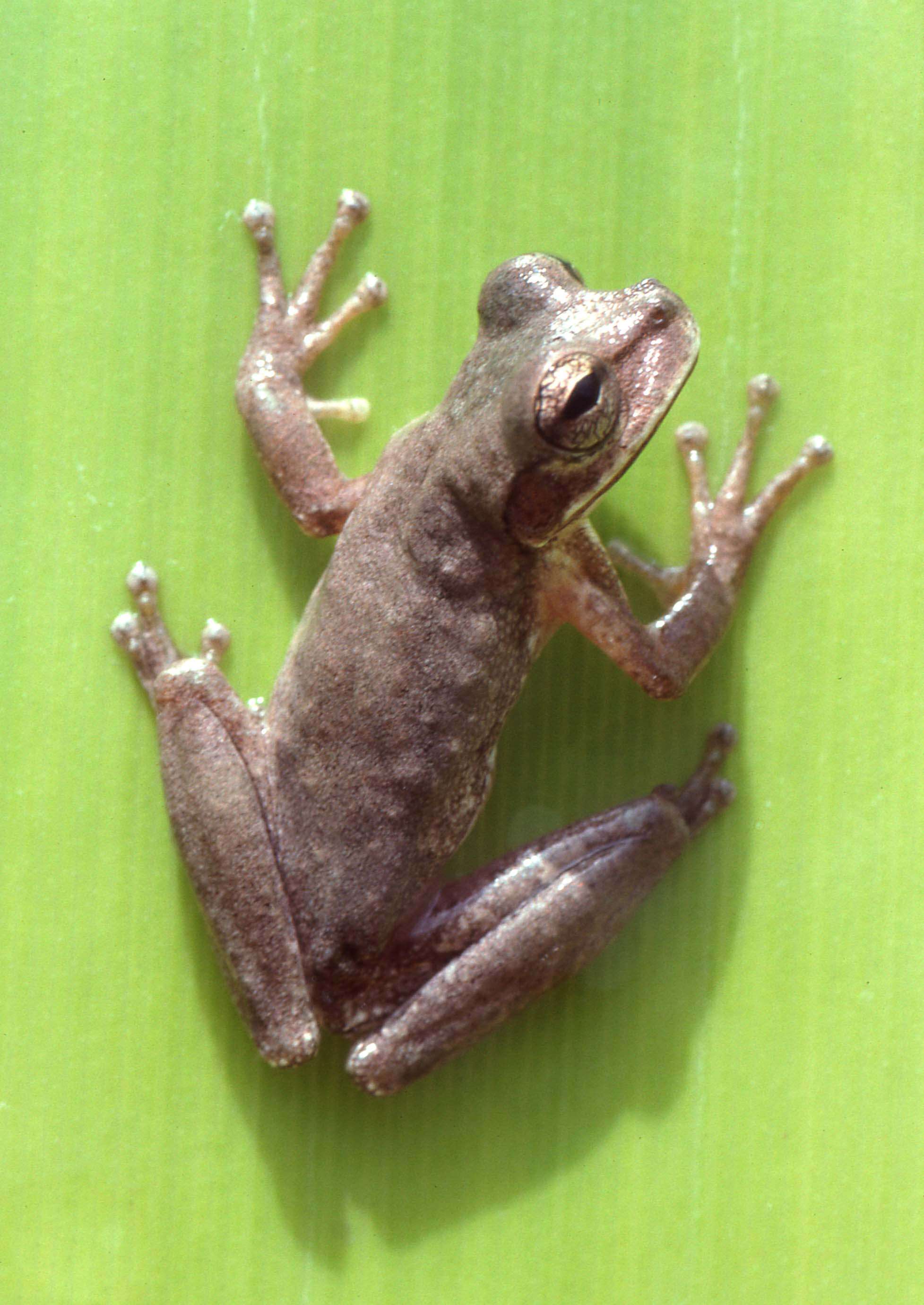 Image of Amazon Treefrogs