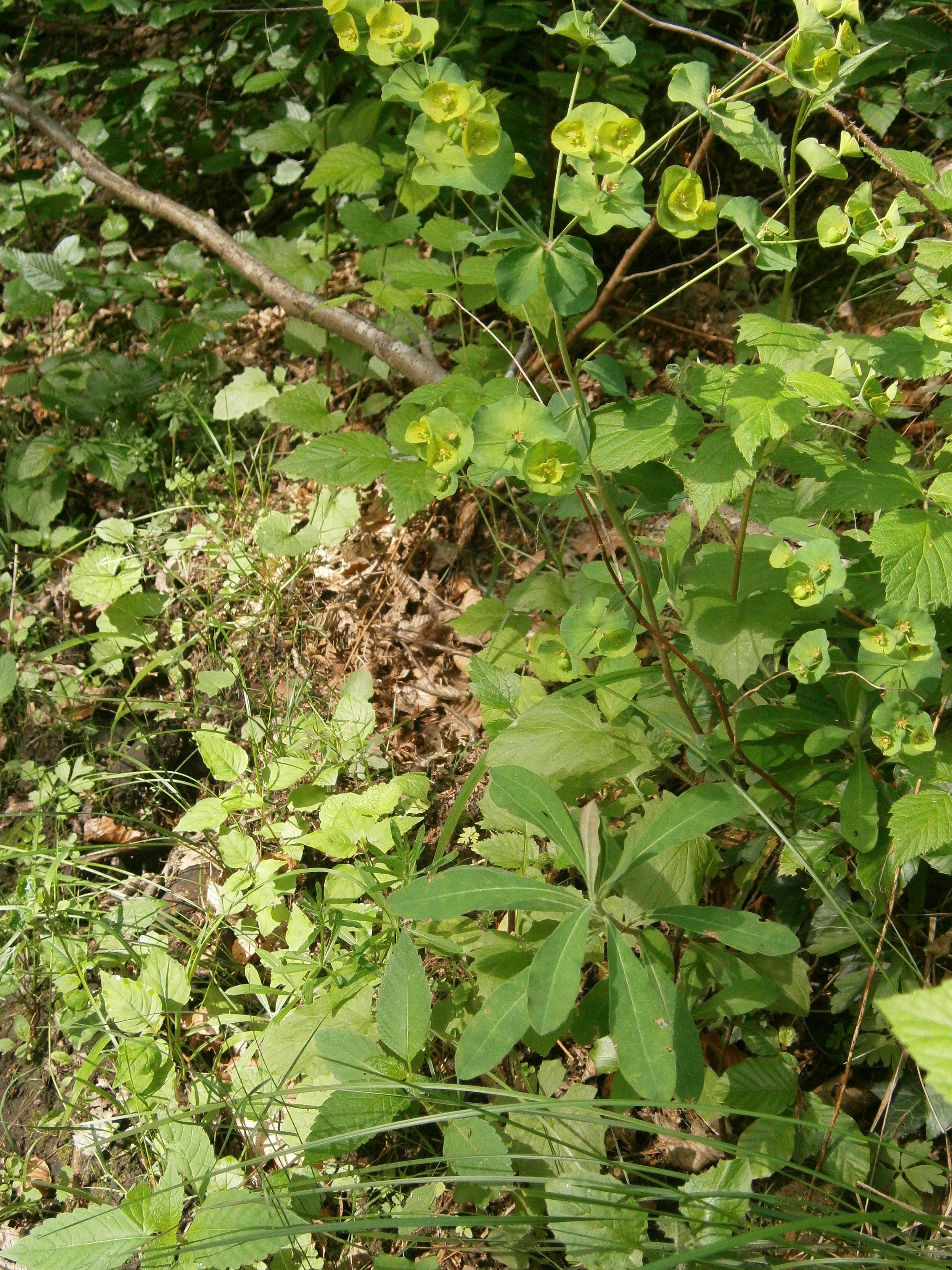 Image of Wood Spurge