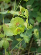 Image of Wood Spurge