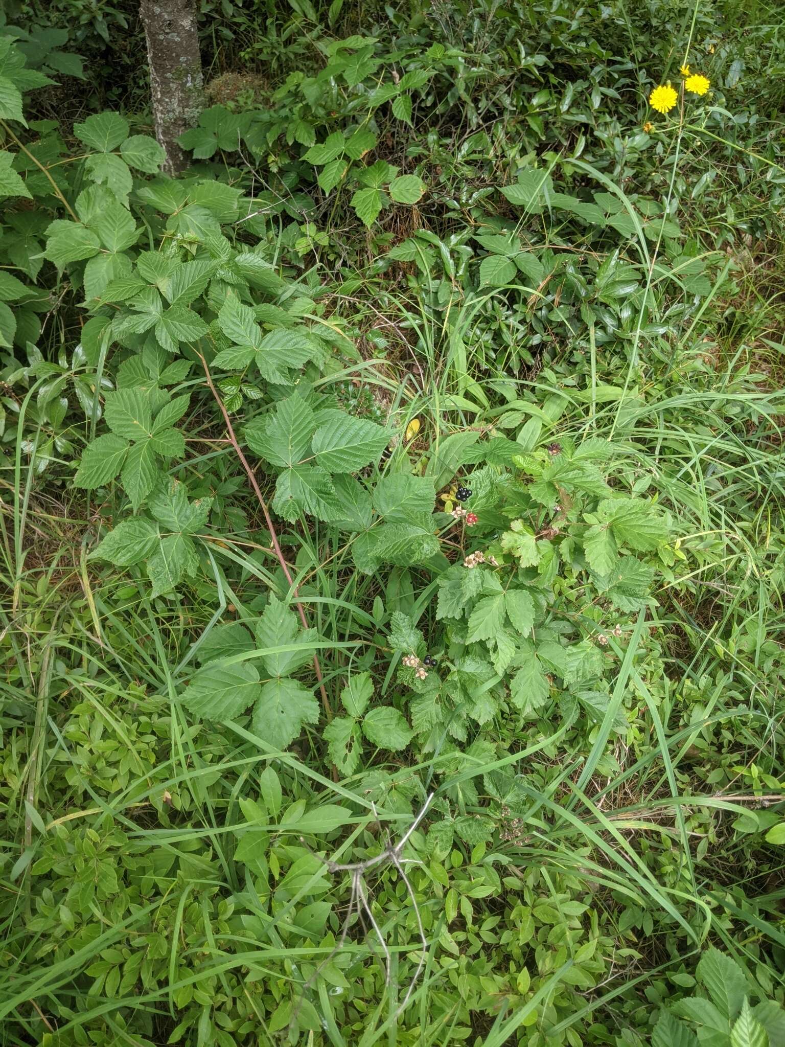 Слика од Rubus ferrofluvius H. A. Davis, A. M. Fuller & T. Davis