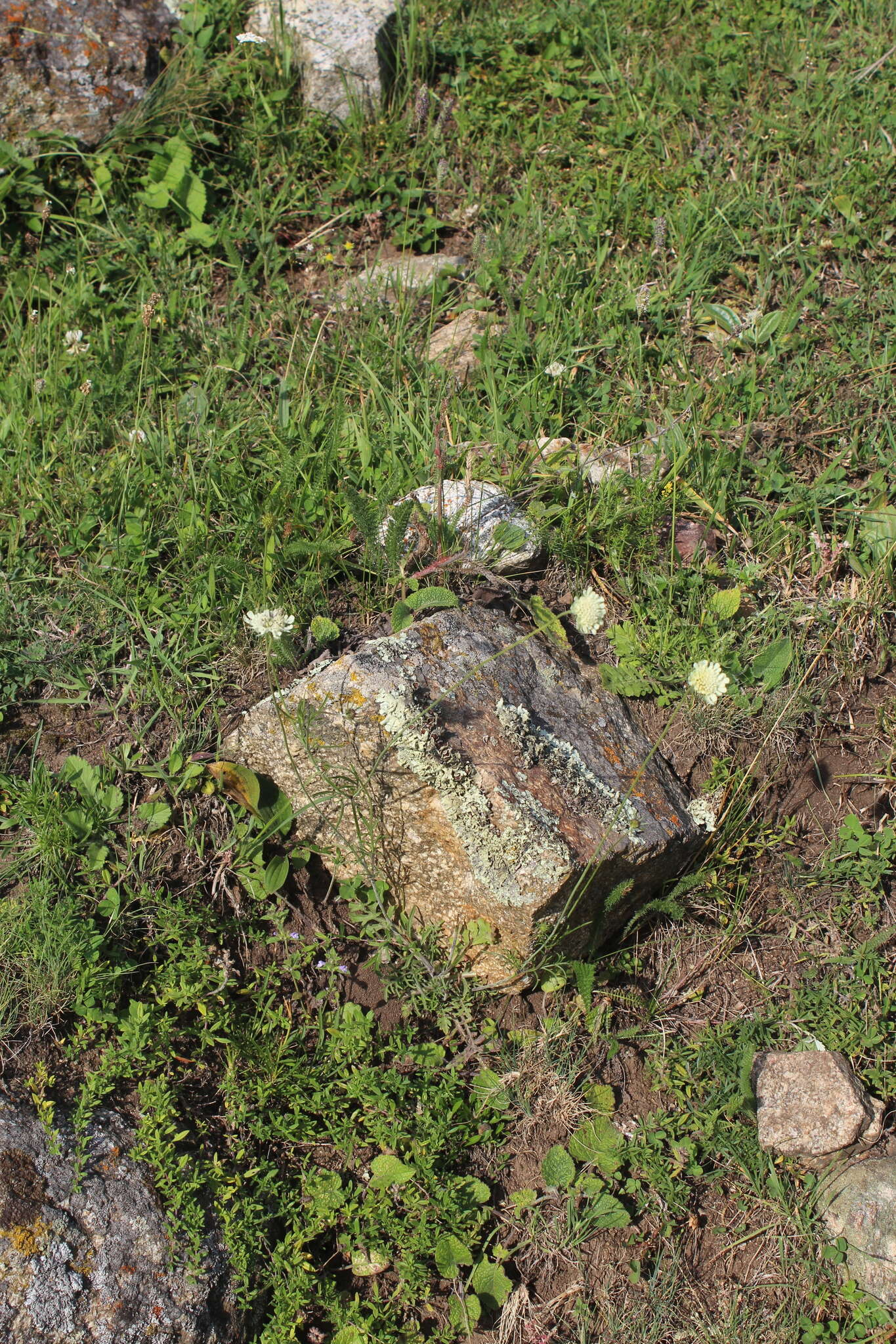 Image of Scabiosa bipinnata C. Koch