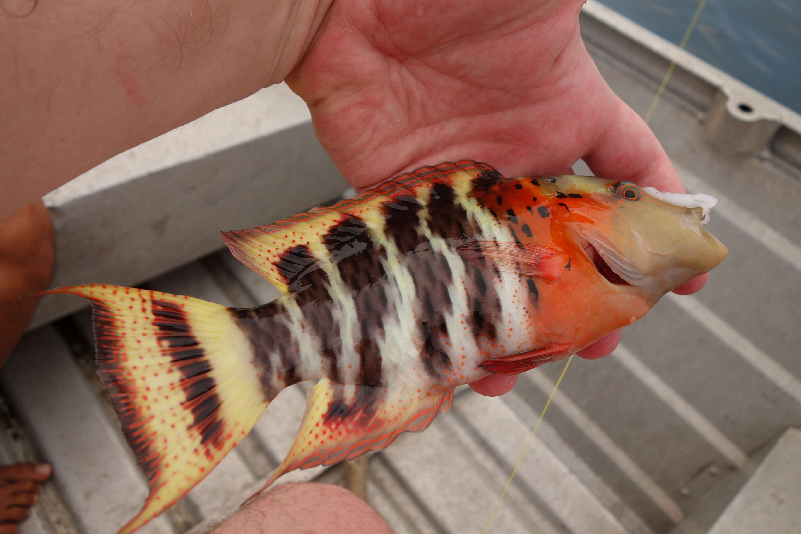 Image of Banded maori wrasse